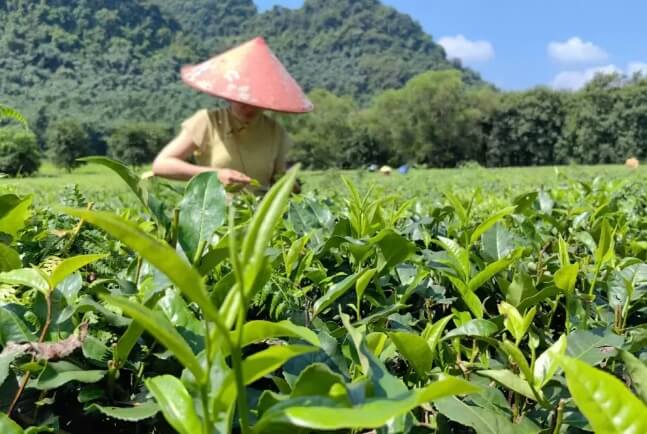 茶葉做外貿(mào)怎么找客戶？幫你精準(zhǔn)開發(fā)客戶