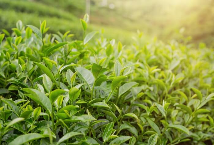 中國(guó)出口茶葉